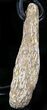 Colorado Agatized Dinosaur Bone Necklace #26985-1
